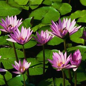 Meet your Posher, Almira